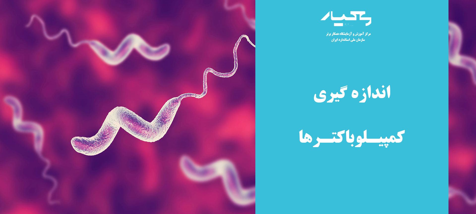 کمپیلوباکترها