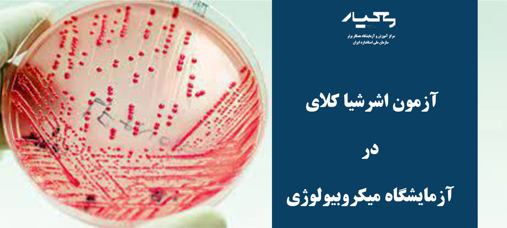 اشرشیا کلای