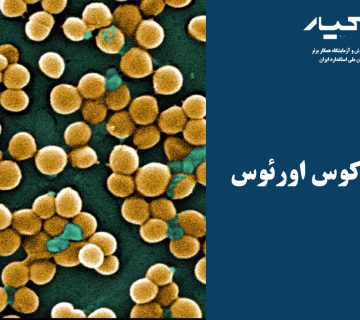 استافیلوکوکوس اورئوس