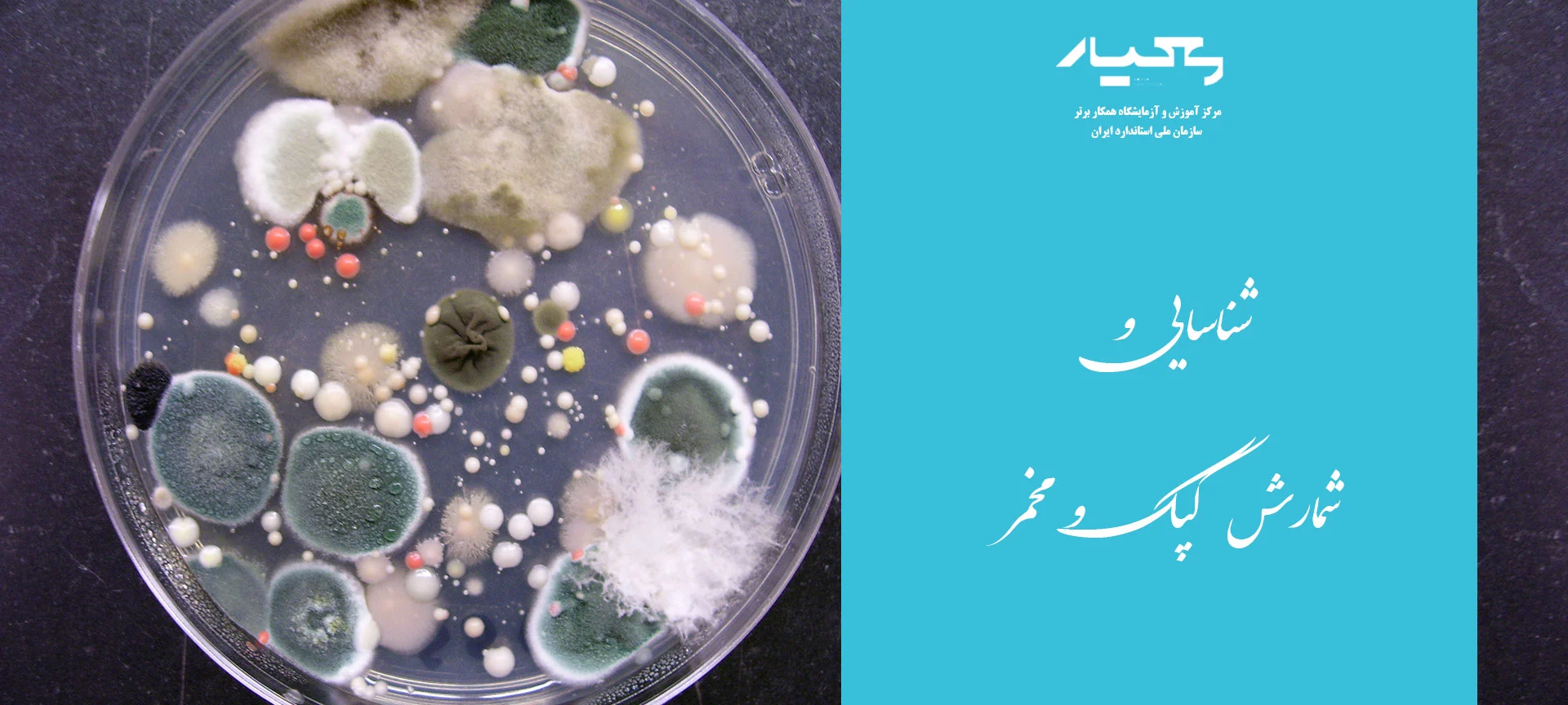 کپک و مخمر