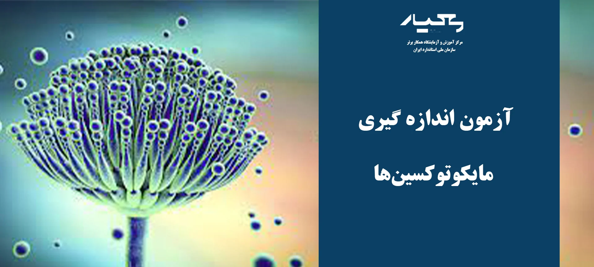 مایکوتوکسین ها