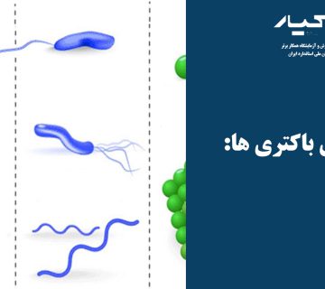 وکتور باکتری