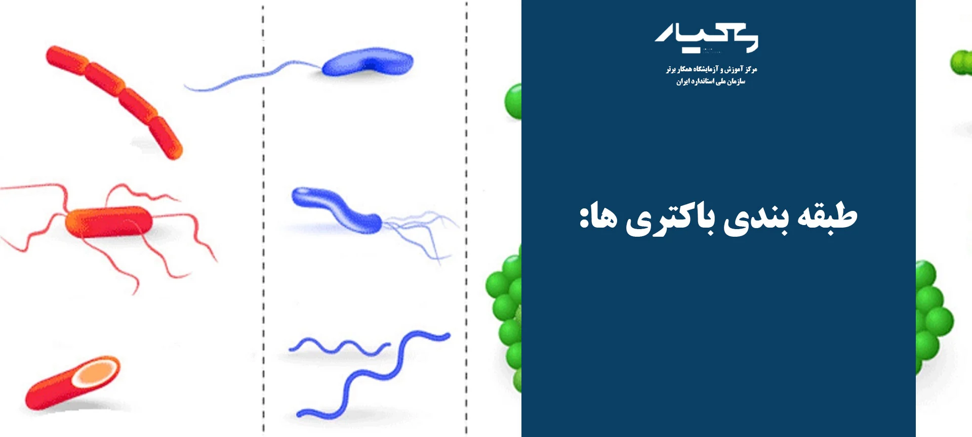 وکتور باکتری